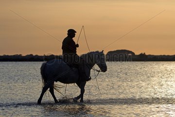 Herdsman on his Camargue horse in the Camargue RNP