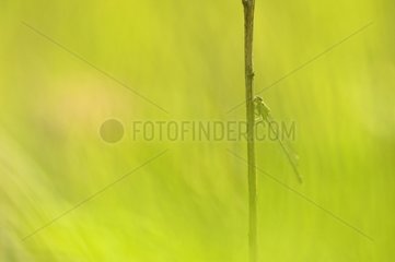 Damselfly on a stem in the early morning in Lorraine France