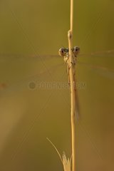 Damselfly on a stem in the early morning in the Aude France