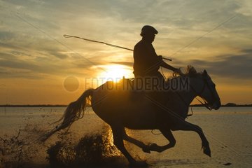 Herdsman on his Camargue horse in the Camargue RNP