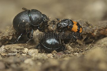 Dung beetles and coprophage insects on excrements France