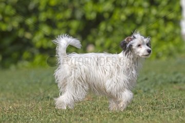 Chinese crested powder-puff Camargue France