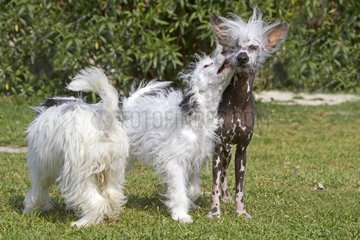 Chinese crested powder-puff and Chinese crested dog
