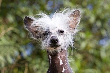 Portrait of a Chinese crested dog France