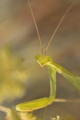 Portrait of a Praying Mantis in the early morning France