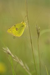 Colias hanging on a stem in summer in Lorraine France