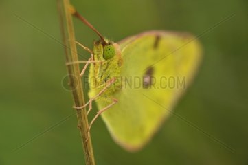 Portrait of a Colias hanging on a stem in Lorraine France