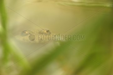 Portrait of a Yellow-bellied toad in a forest pool France