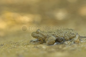 Yellow-bellied toad on the edge of a forest pool France