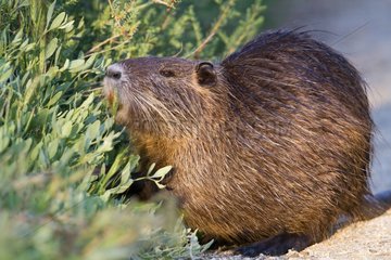 Coypu in the Camargue RNP in France
