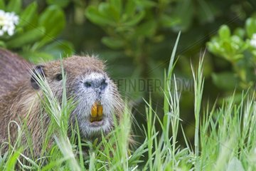 Portrait of a Coypu in the Camargue RNP in France
