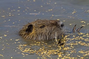 Portrait of a Coypu in the water Camargue RNP in France