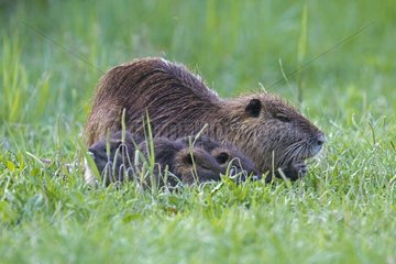 Coypu with its cubs in the Camargue RNP in France
