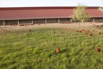 Raising chickens in Neunkirch in Alsace France