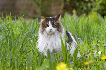 Persian cat crossed Alsace France