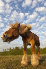 Portrait of a horse Comtois Bas-Rhin France
