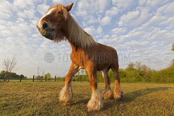 Horse Comtois in a meadow Bas-Rhin France