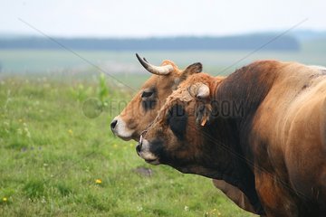 Aubrac cow an bull Lozère Fance