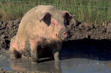 Porc prenant un bain de boue dans sa bauge