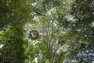 Top of trees Soberania National Park Panama