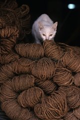 Cat on string bobbins Burma