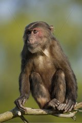 Porträt einer braunen Makaken  die auf einem Zweig sitzt