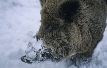 Eurasienschwein ausgraben den Schnee seiner Moselschnitte