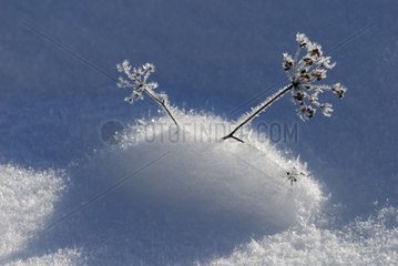 Vegetation unter Schnee Auvergne Frankreich