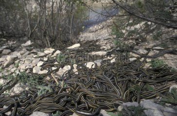 Accouplement de serpent jarretière en fin d'hibernation