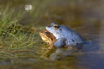 Moor frogs mating Germany