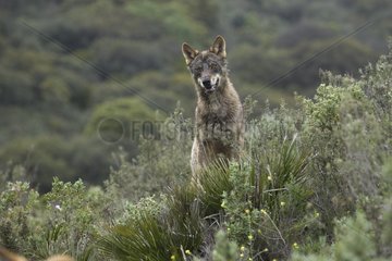 Iberian wolf observing Norway
