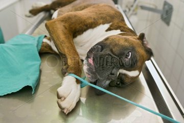 Operation of a bringer boxer in private veterinary clinic
