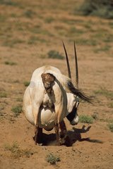 Naissance d'un Oryx Arabie Saoudite