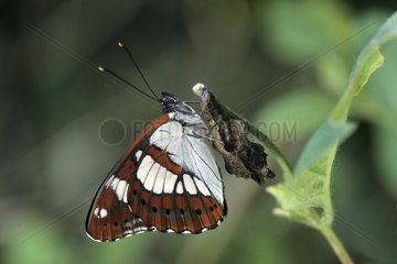 Southern White Admiral resting on stem France