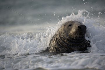 Graues Robbe an der KÃ¼ste durch eine Welle bespritzt