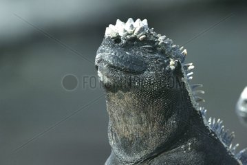 Portrait d'Iguane marin Iles Galapagos Equateur