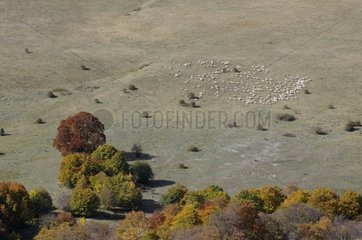 Flock of Sheep in the pastures of Abruzzo Italie
