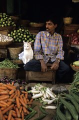 Cat sitting near a man selling vegetables India