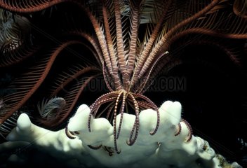 Crinoïde sur Corail mangeant du plancton la nuit Mer Rouge