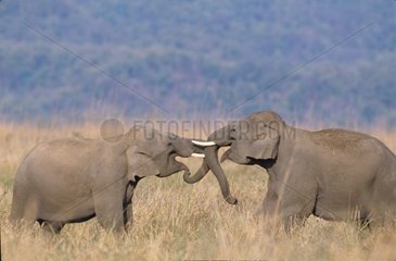 Asian elephant fighting Corbett NP India