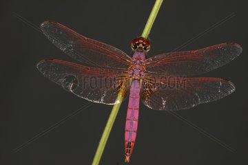 Red-veined Dragonfly Midi-Pyrénées France
