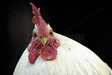 Portrait of a white Cock of farmyard