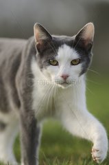 Portrait of white and blue male European cat in a garden