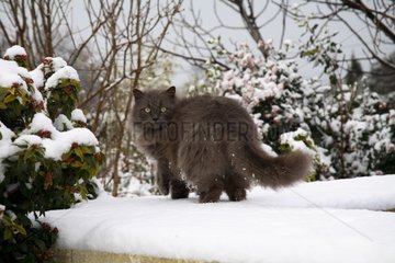 Katze  die im Schnee geht