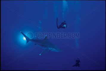 Hai und Taucher Rangiroa Polynesien