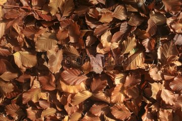 Zahlreiche tote Blätter Frankreich