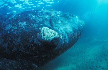 Baleine franche du Sud Gulfo Nuevo Patagonie Argentine