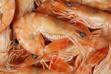 Cooked prawn in close-up France