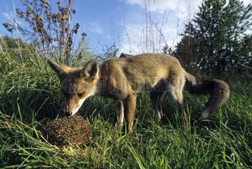 Fuchs riecht nach einem Igel Frankreich