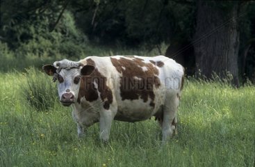 Vache à lait de race Normande dans un pré France